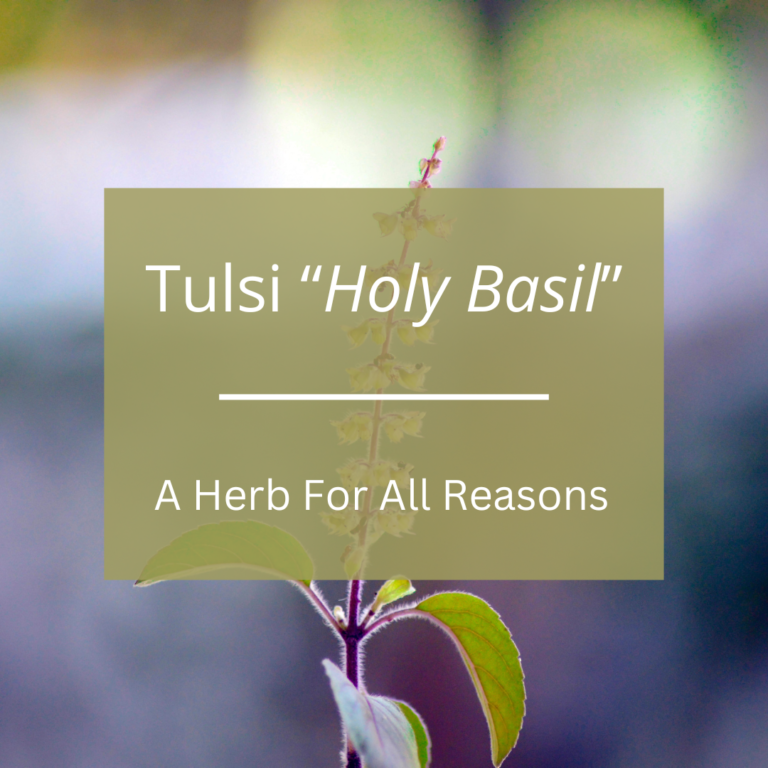 Tulsi “Holy Basil”