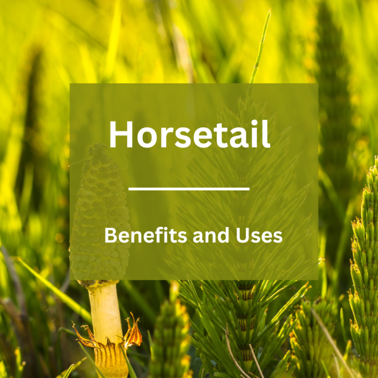 Horsetail