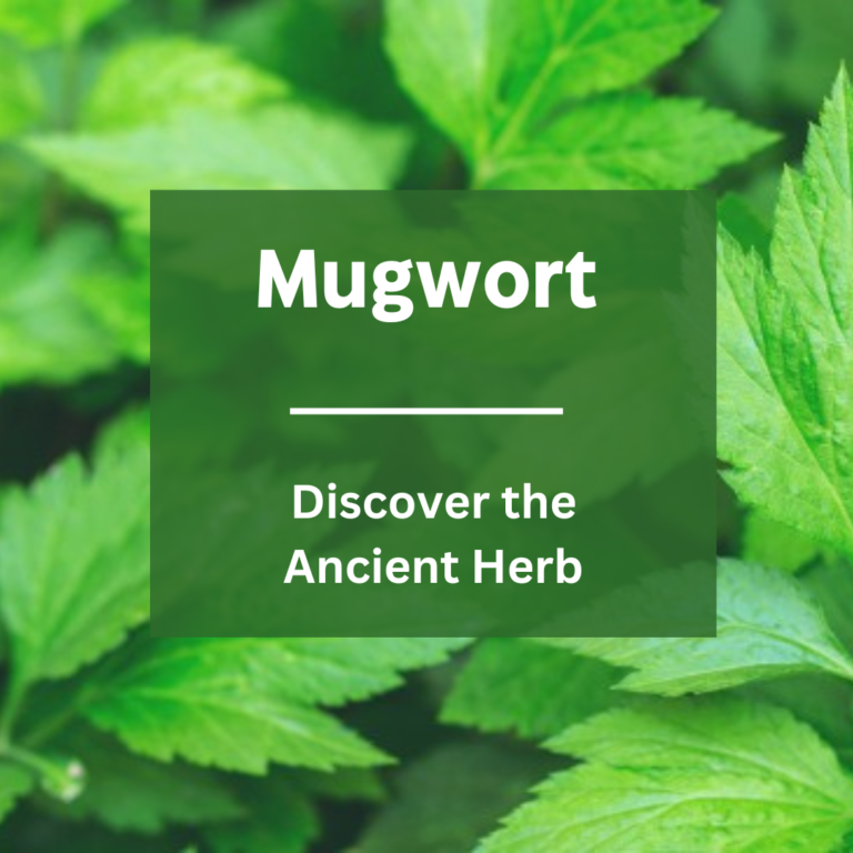 Mugwort