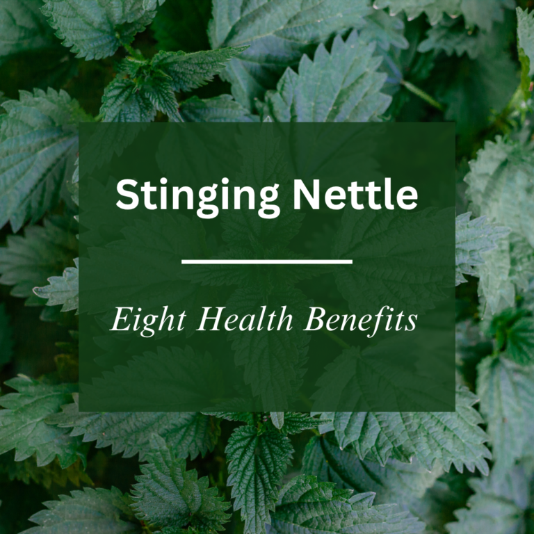 stinging nettle blog