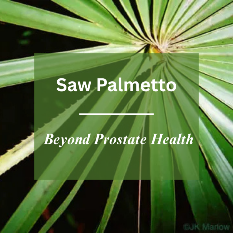 Saw Palmetto