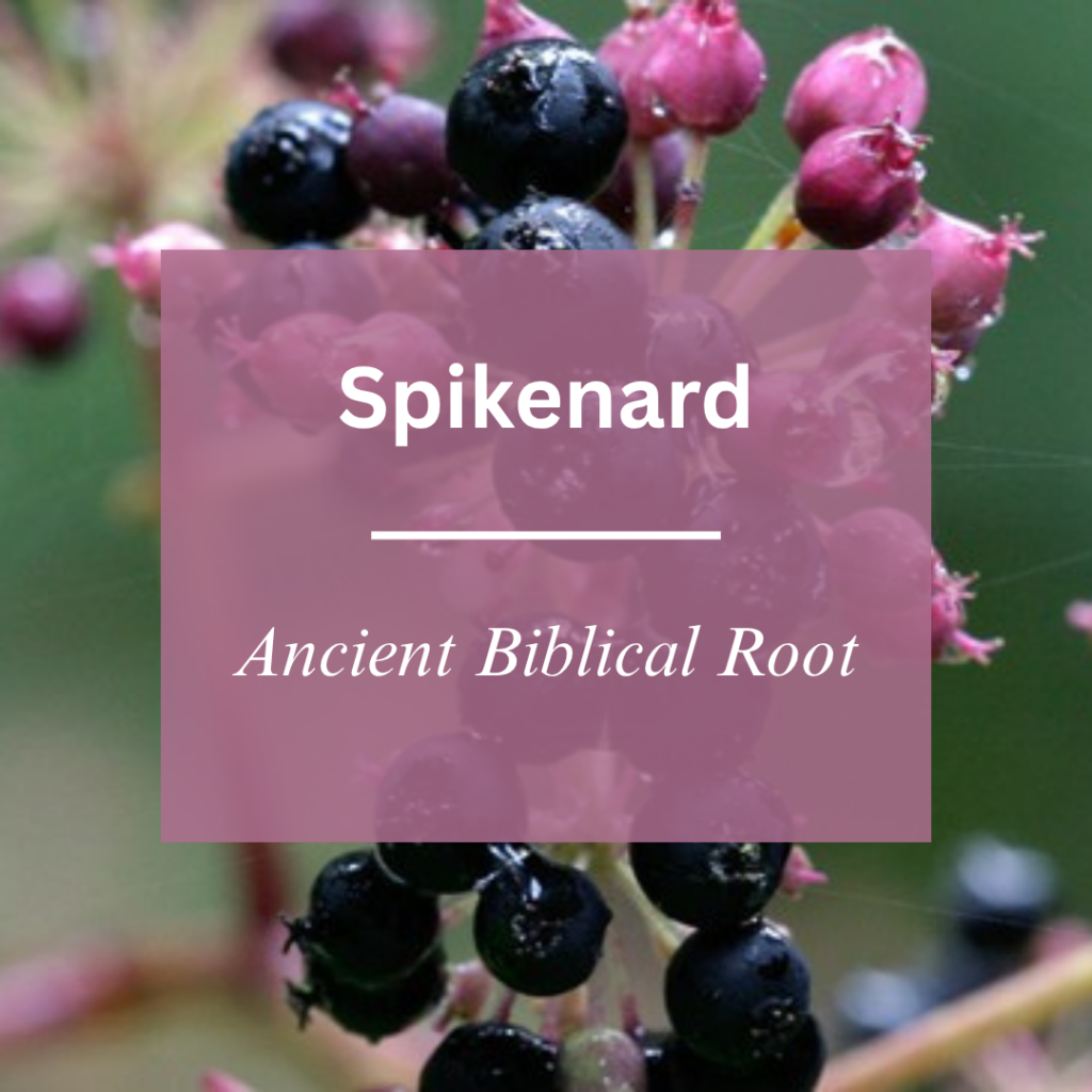 Spikenard Health Benefits