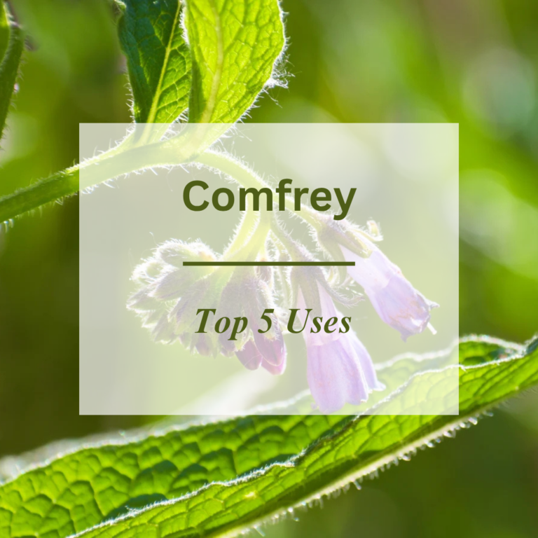 comfreyblogcover